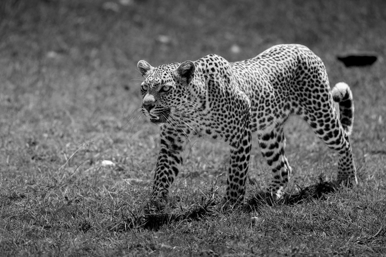 من نيروبي: رحلة سفاري لمدة 3 أيام في سوروي ليونز بلاف مع الإقامة