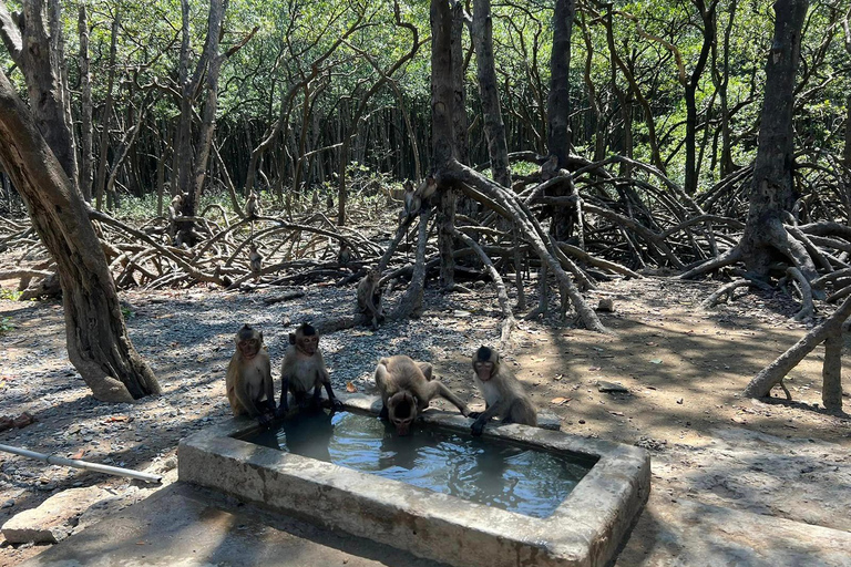 Ciudad Ho Chi Minh: Excursión de un día a la Isla de los Monos de Can Gio con almuerzo