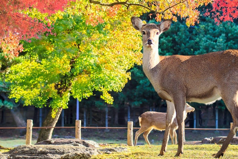 Tokyo: 7-Day Japan Highlights Private Guided Tour