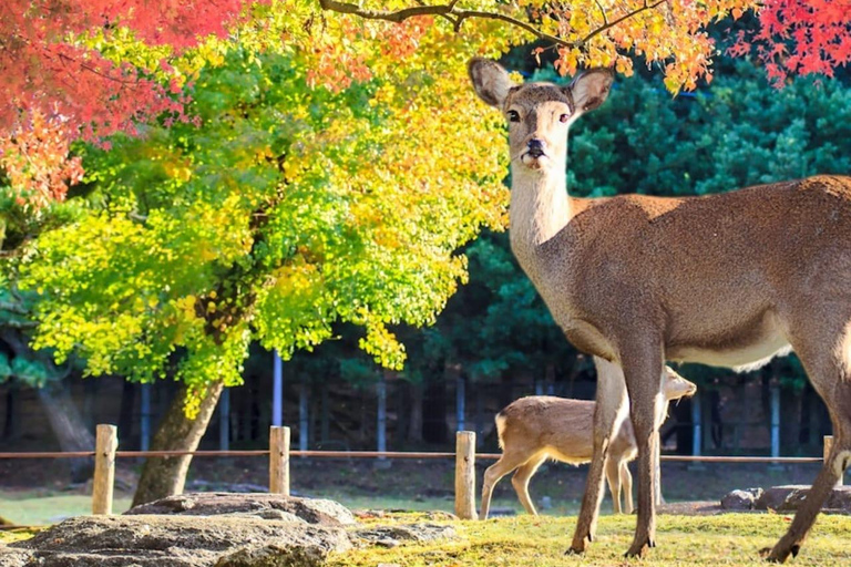 Tokyo: 7-Day Japan Highlights Private Guided Tour