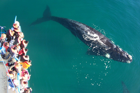 Puerto Piramides: Whale Watching Boat Trip