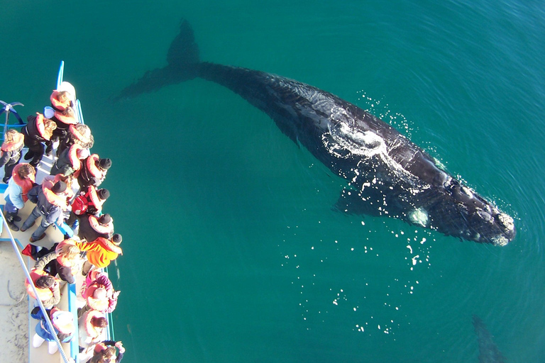 Puerto Piramides: Whale Watching Boat Trip