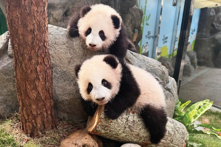 Hong Kong: ticket de acceso a Ocean Park + menú indio superiorTicket de entrada a Ocean Park + menú superior (OSTK0425)