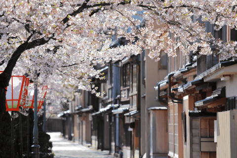 Private & Unique Kanazawa Cherry Blossom "Sakura" Experience