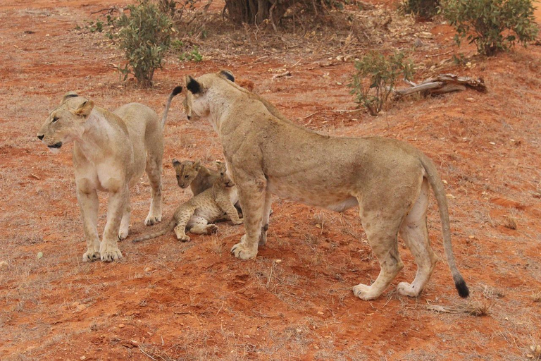 Mombasa: 3-Day Amboseli National Park Safari with Meals