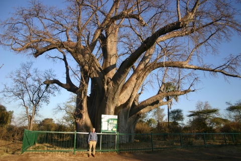 Victoriafälle: Baobab Safari - Sonnenaufgang und VormittagBaobab Safari am Vormittag, Abholung nach dem Frühstück