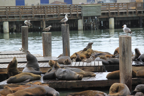 San Francisco Walking Tour with a Local 4-Hour Private Walking Tour