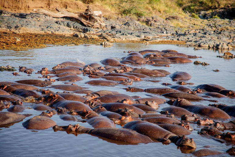 Arusha: Ngorongoro Crater Day Trip – Big Five Safari