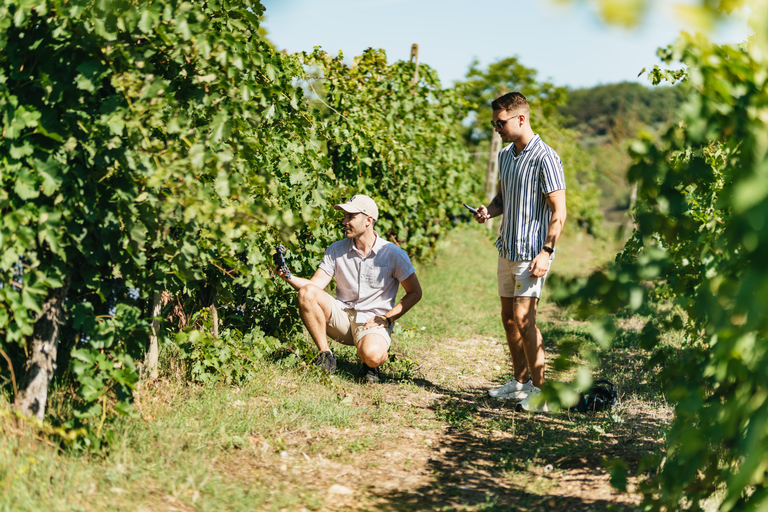 Florence : visite des vignobles du Chianti avec dégustationVisite en groupe en anglais