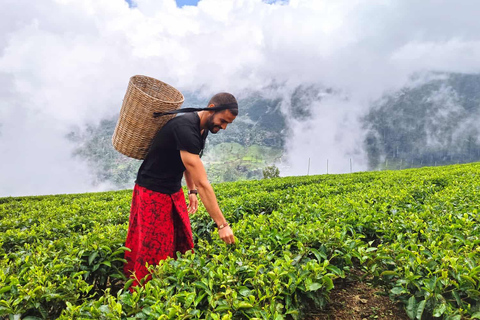 2 dagen in Sri Lanka: All-inclusive rondreis naar Ella en Kandy met 4-sterren hotel