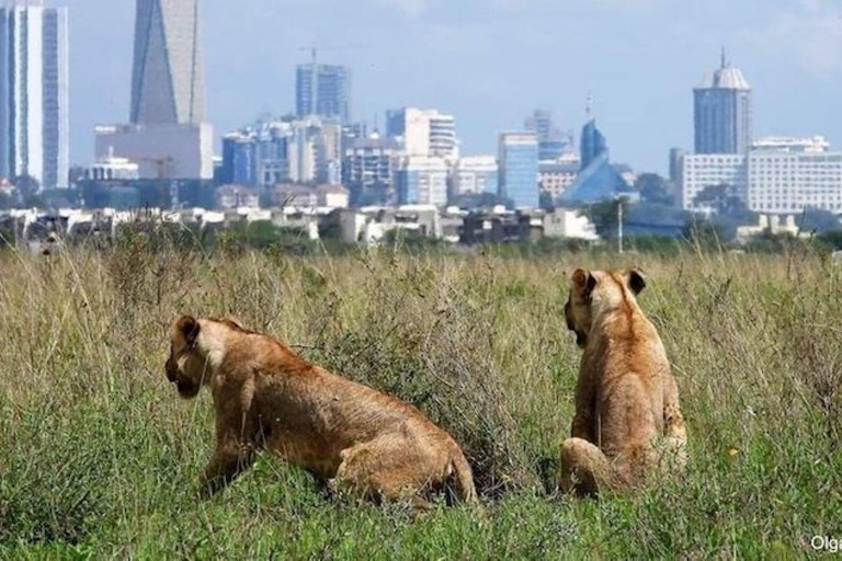 Półdniowa przejażdżka do Parku Narodowego Nairobi