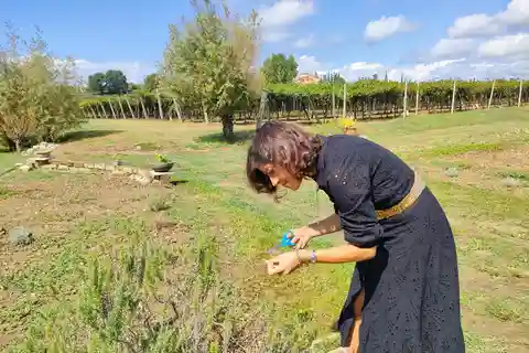 Lazise: Beekeeping Farm Tour and Tasting Experience