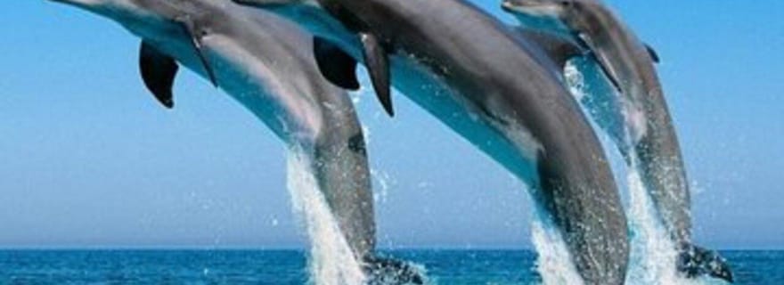 ZANZIBAR : Excursion de plongée avec tuba et visite de l'aquarium des tortues sur l'île de Mnemba