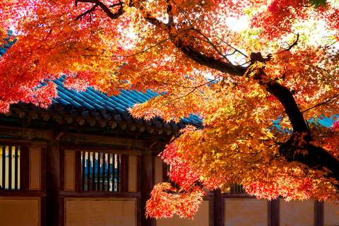 Busan: Gyeongju Autumn Foliage Day Tour with Historic Sites Shared Tour, Meet at Haeundae Station