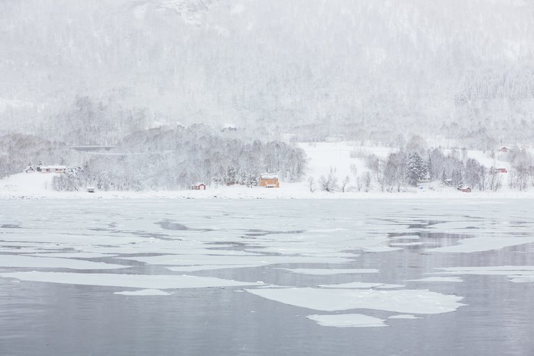 Tromsø: Arktische Fjord-Bootsfahrt mit Elektro-Katamaran