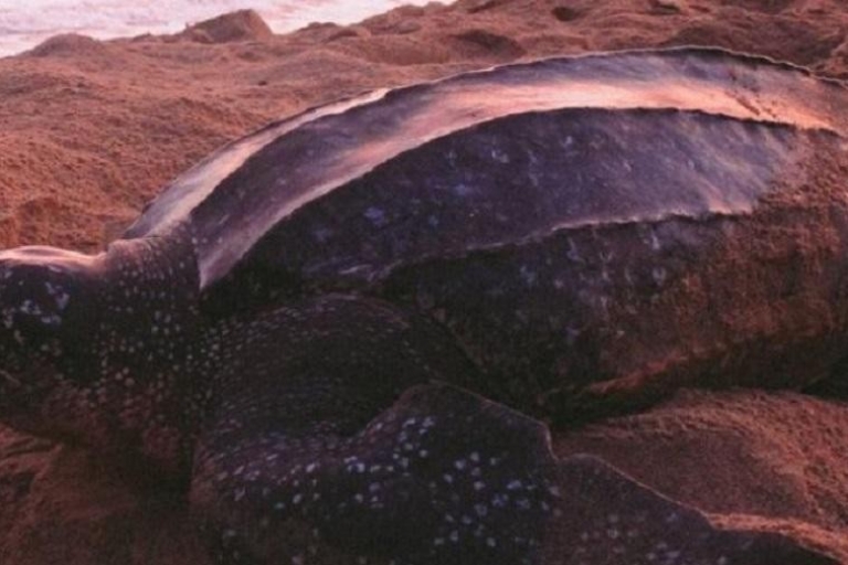 Trinidad: Matura's schildpaddenkijkreis