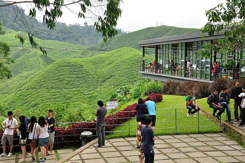 From Kuala Lumpur: Cameron Highlands Private Tour