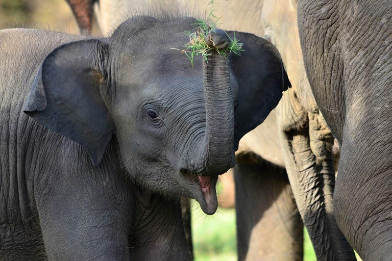 Safari de l'après-midi dans le parc national de Minneriya (tout compris)Safari tout compris dans l'après-midi dans le parc national de Minneriya