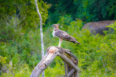 Minneriya: Private Bird Photography Tour with Guide