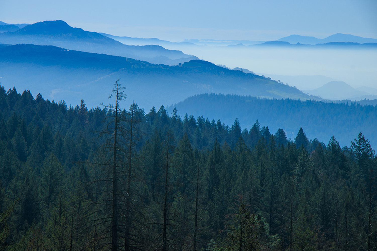 Napa Valley: Driver & Guide Service California wine country