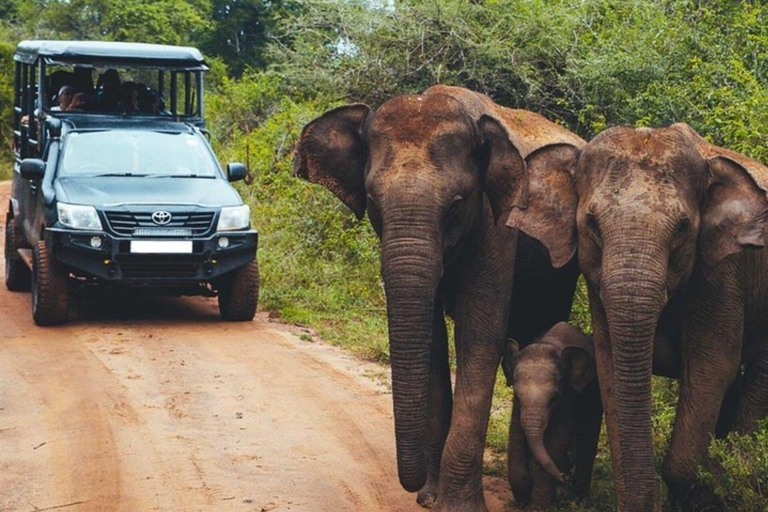 Parc national de Minneriya - Safari privé en jeep à dos d'éléphantSafari en jeep privée à dos d'éléphant dans le parc national de Minneriya