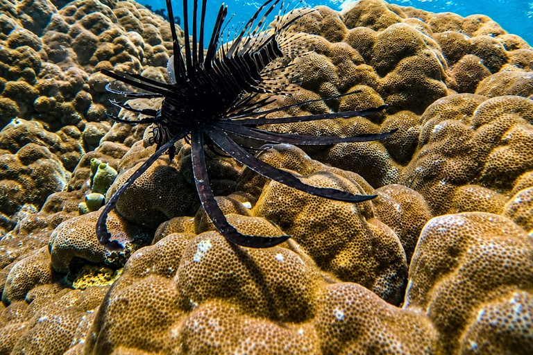 From Lombok: Gili Nanggu, Sudak, and Kedis Island Tour