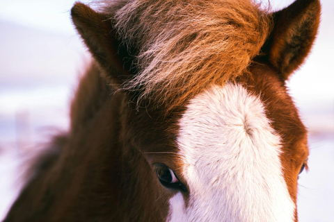 Iceland: Reynisfjara Black‑Sand Beach Horseback Adventure