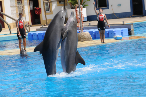 Alanya: spettacolo di delfini e leoni marini al Sealanya Dolphin ParkAlanya: Trasferimento per lo spettacolo dei delfini e dei leoni marini