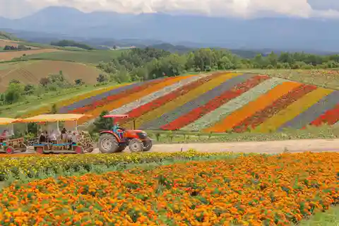 Hokkaido Lavender farm & Furano Flower Tour from Sapporo