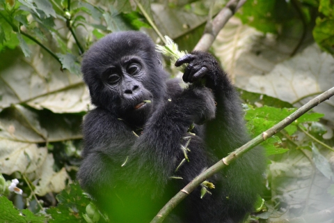 8 jours d'expérience avec les gorilles, les chimpanzés et les Big Five