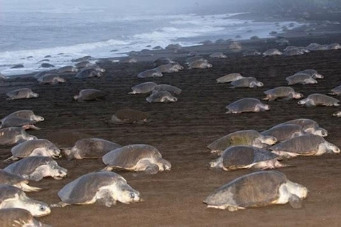 Turtle Night Tour in Isla Cañas