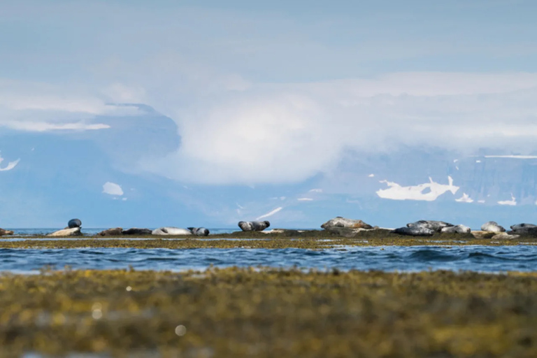 Ísafjörður: Seal Colony, Avalanche Town & Fjord Views Tour