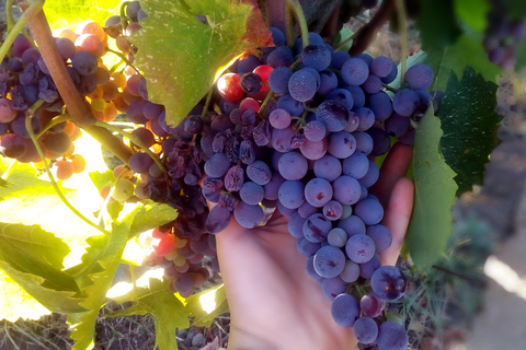 Visit: Gambino Vini Etna Winery + Private Transfer from Taormina Visit: Cantina dell'Etna Gambino Vini + Private Transfer from Taormina