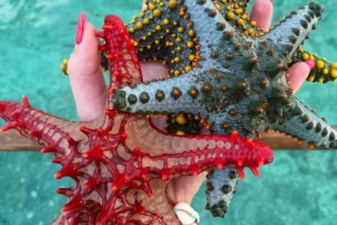 Eco Snorkel Mnemba – Tour com golfinhos, recife sustentável e estrelas-do-marEco Snorkel Mnemba: passeio com golfinhos, recife sustentável e estrelas-do-mar