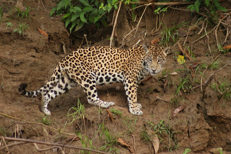Da Cusco: 5 giorni di esplorazione e connessione nella Zona Riservata del ManuDa Cusco: 5 giorni di esplorazione e connessione nella Zona Riservata di Manu