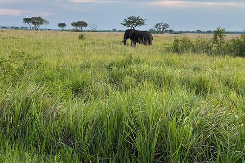 4 Days Queen Elizabeth Park Safari & Ruwenzori Mountain View