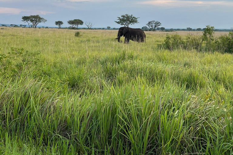 4 Days Queen Elizabeth Park Safari & Ruwenzori Mountain View