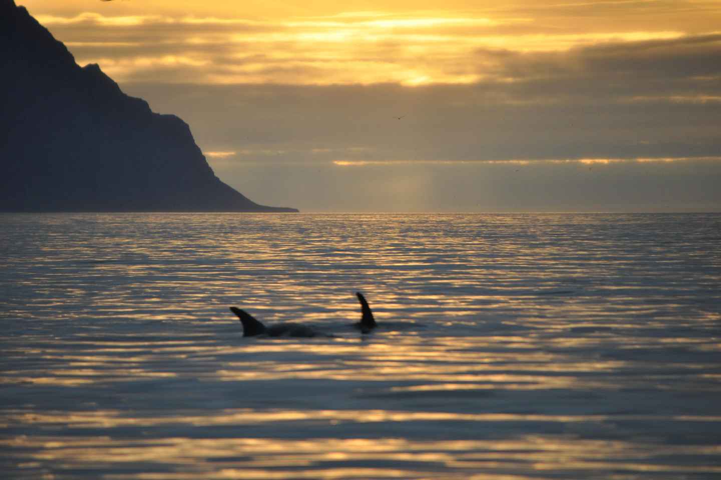 Akureyri: Avistamiento de Ballenas bajo el Sol de Medianoche