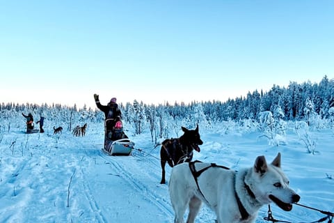 Rovaniemi: Husky-Safari mit Transfers & Barbecue