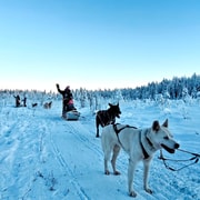 Rovaniemi: safari de huskies con traslados y barbacoa