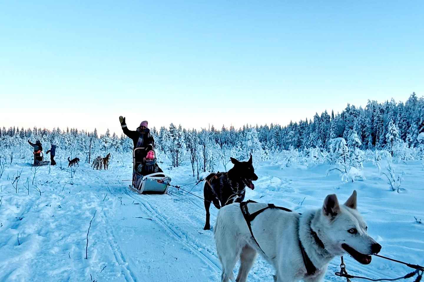Rovaniemi: Husky Safari with Transfers & BBQ