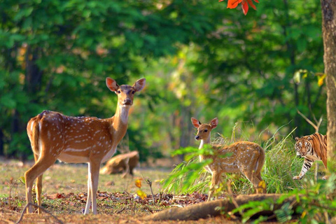 From Delhi: Same-Day Wildlife Safari at Sriska and Jhalna Tour with Transportation and Guide only