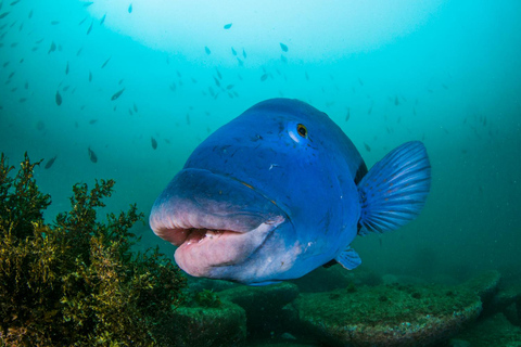 Sydney: Scuba Dive In Sydney, No Experience Required