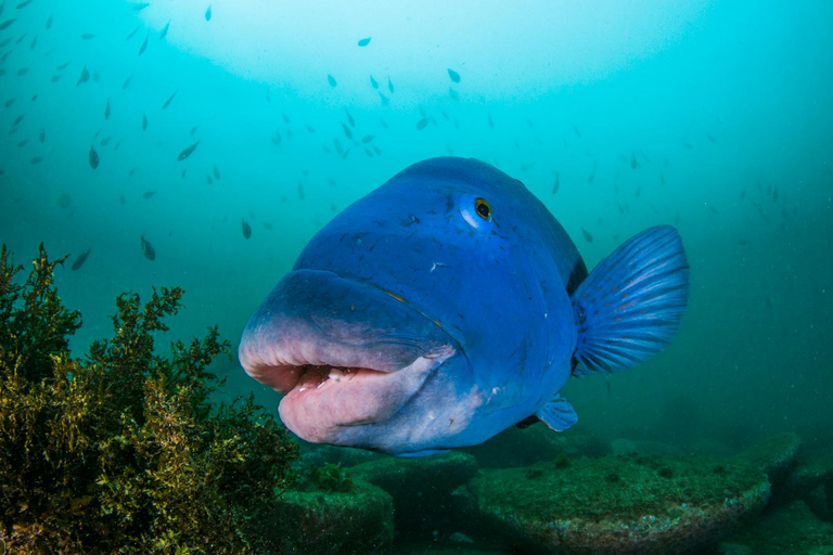 Sydney: Scuba Dive In Sydney, No Experience Required