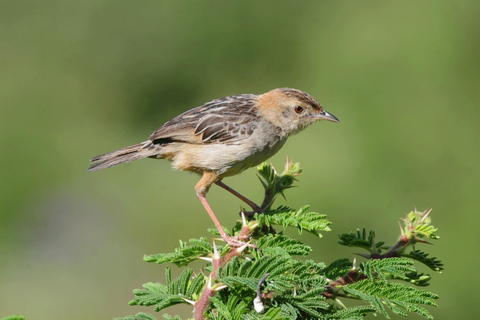 Addis Ababa: Highland Monastery Village Walk & Coffee