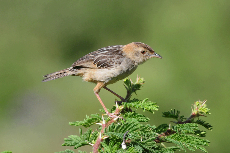 Addis Ababa: Highland Monastery Village Walk & Coffee