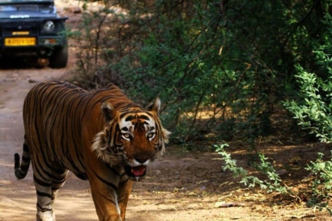 Ranthambore WildLife (tijgersafari) Volledige dagtour vanuit JaipurRanthambhore WildLife-tour op dezelfde dag vanuit Jaipur
