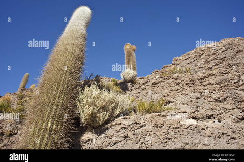 Excursión de varios días privada al Salar de Uyuni en Bolivia