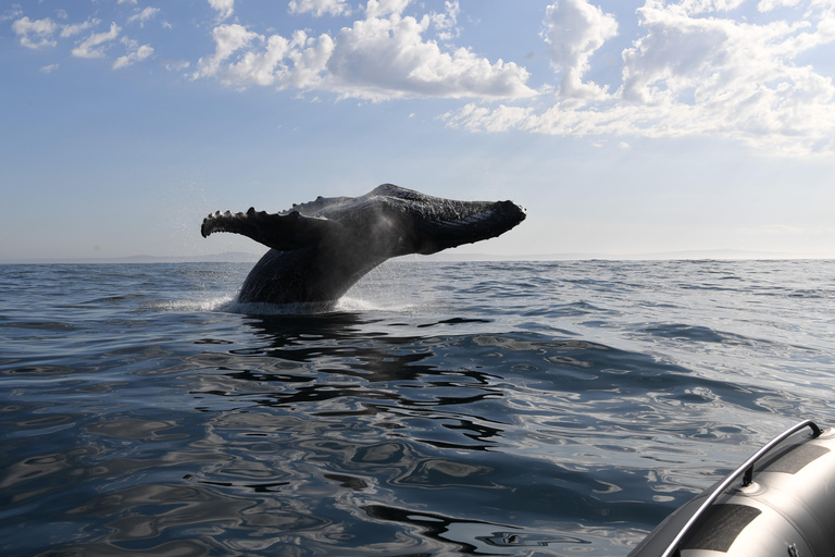 Yzerfontein : Expédition d&#039;observation des baleines à bosse