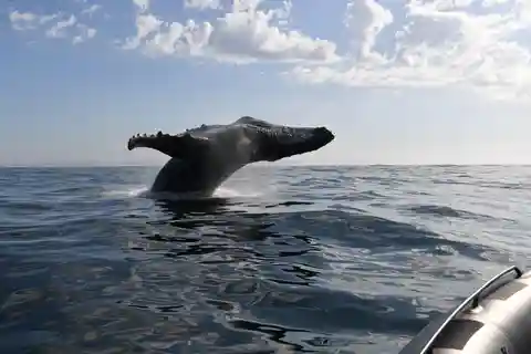 Yzerfontein: Humpback Whale Watching Expedition